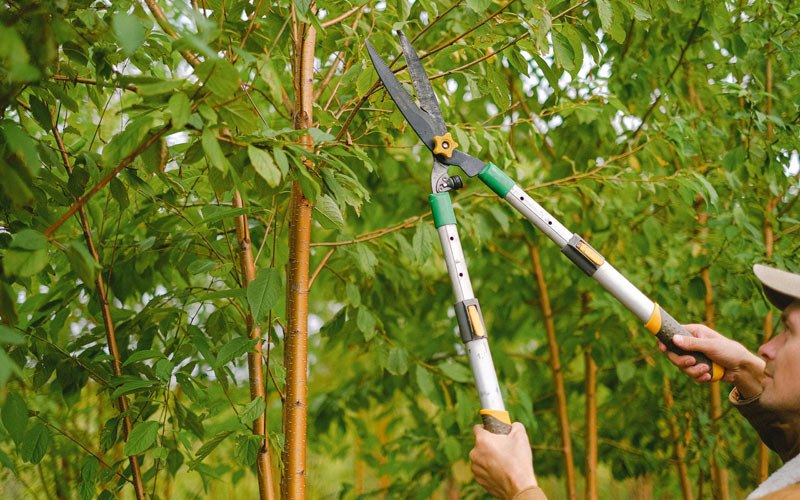 Tree trimming in New Richmond, WV